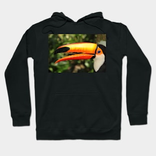 Portrait of a Toco Toucan at Iguassu, Brazil Hoodie